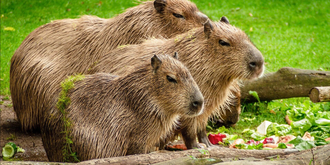 Капибара: 7 интересных фактов о самом большом и спокойном грызуне в мире