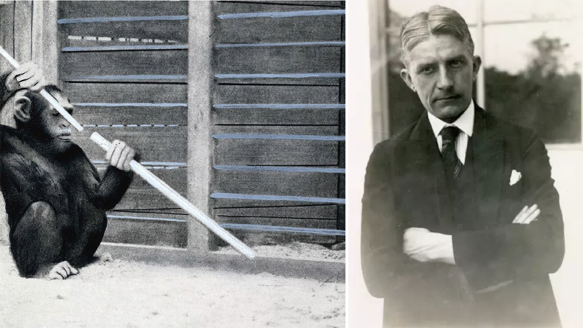 Шимпанзе Султан соединяет две палки, чтобы достать банан. Опыты Вольфганга Кёлера. Источник: psyfactor.org