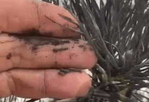    Фото: Скрин с видео ВК