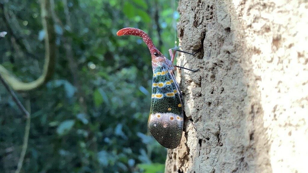 Красноносая фонарница. Она же светоноска, носатка, фульгорида😁