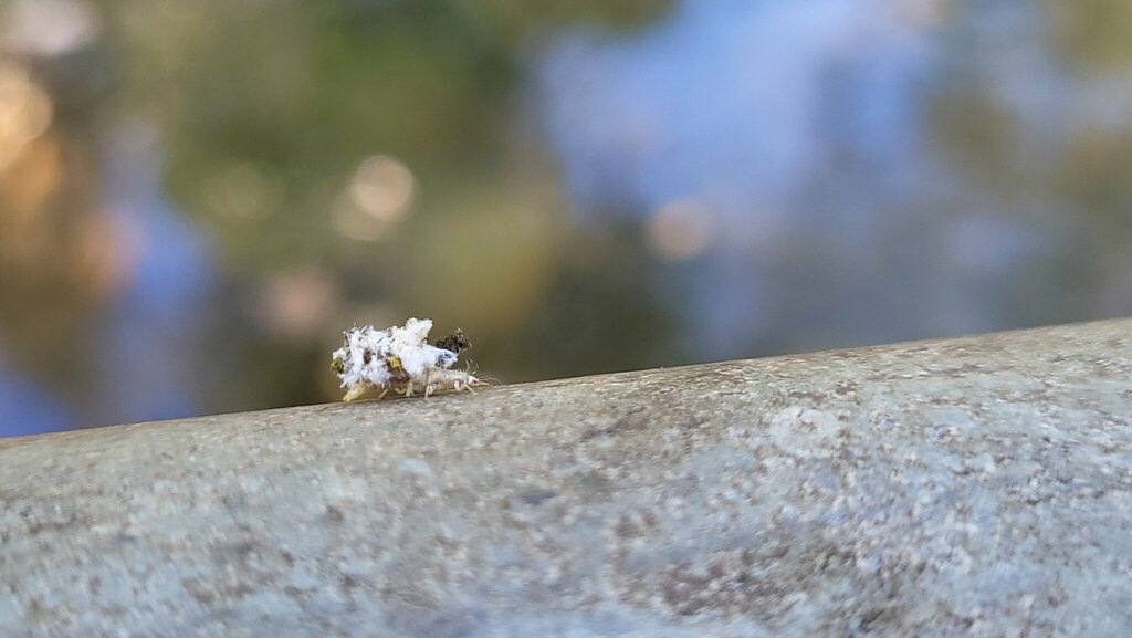 Волк в овечьей шкуре. Личинка златоглазки. Обратите внимание на её "шубку". Вы думаете, такой внешний вид у неё с рождения?  Нет! Такой наряд она придумала себе сама с целью защиты от муравьёв. Всё, что на её спине, это пустые шкурки её жертв - она грозный хищник. Эти шкурки и срезанные ею восковые нити, которые украшают некоторых тлей и кокцид, она укладывает себе на спину, запрокинув голову. Такая "шуба" на спине маскирует златоглазку от врагов - муравьев, охраняющих тлей. Восковые нити вводят муравьев-охранников в заблуждение, и они принимают разорителя тлиного стада за своего подопечного. 