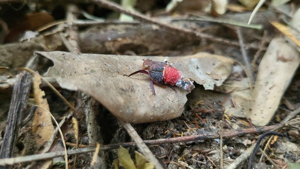 Мессена из семейства цикадовых. О ней мне ничего неизвестно, может кто подскажет 