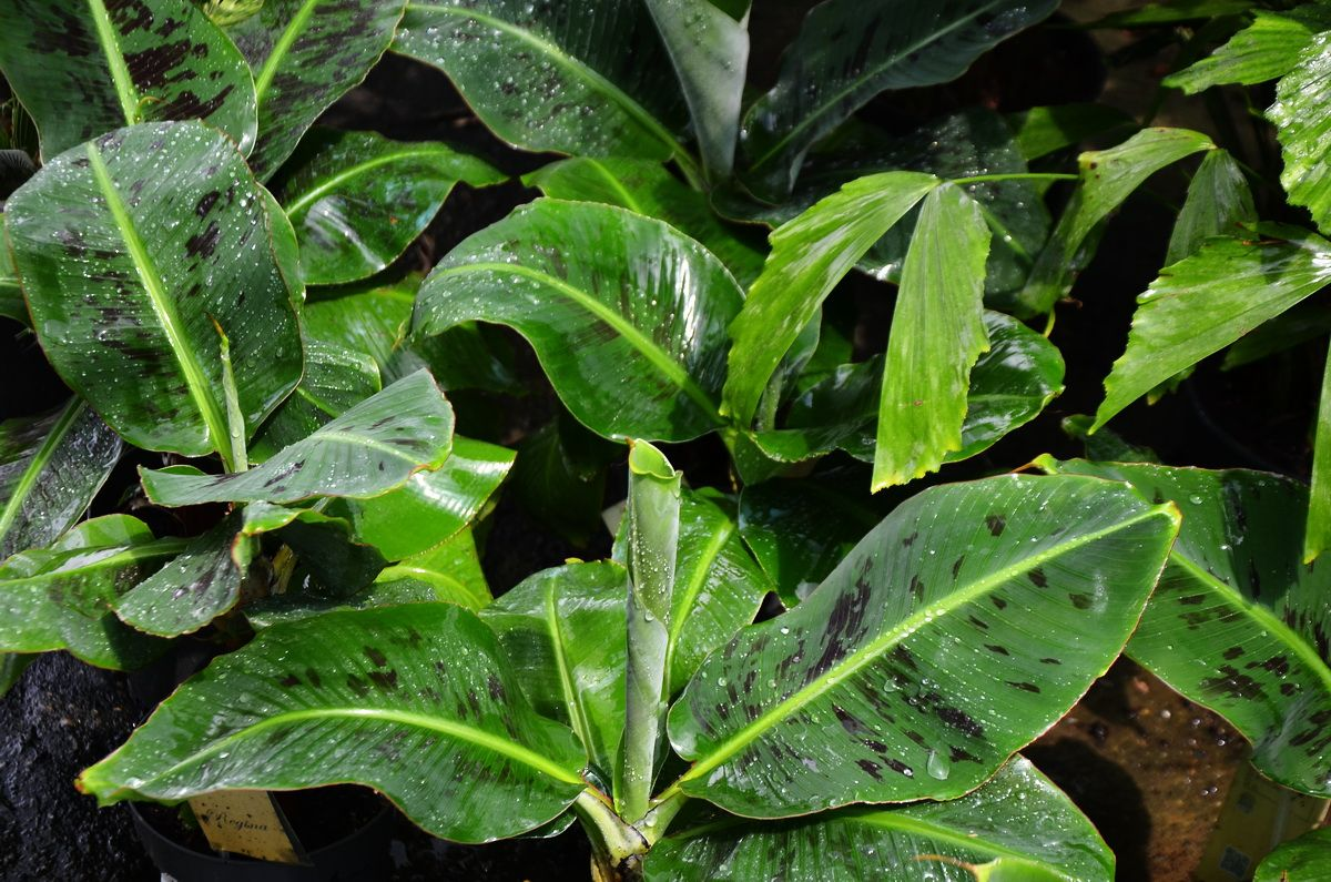 Musa Super Dwarf Cavendish