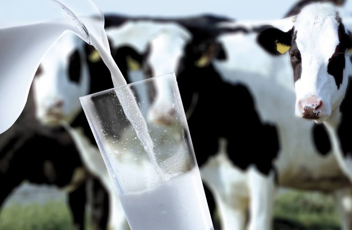    Коровье молоко содержит кальций, белок и витамины, но у некоторых людей вызывает непереносимость. Источник изображения: Dairy Global