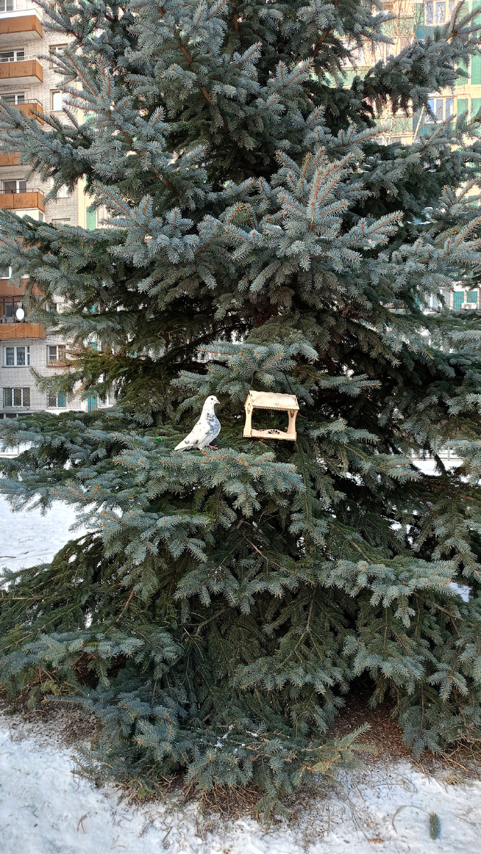 Всего лишь ель и голубь на ней рядом с кормушкой. Можно мимо пробежать, а можно получить наслаждение от вида обычного голубя 😀