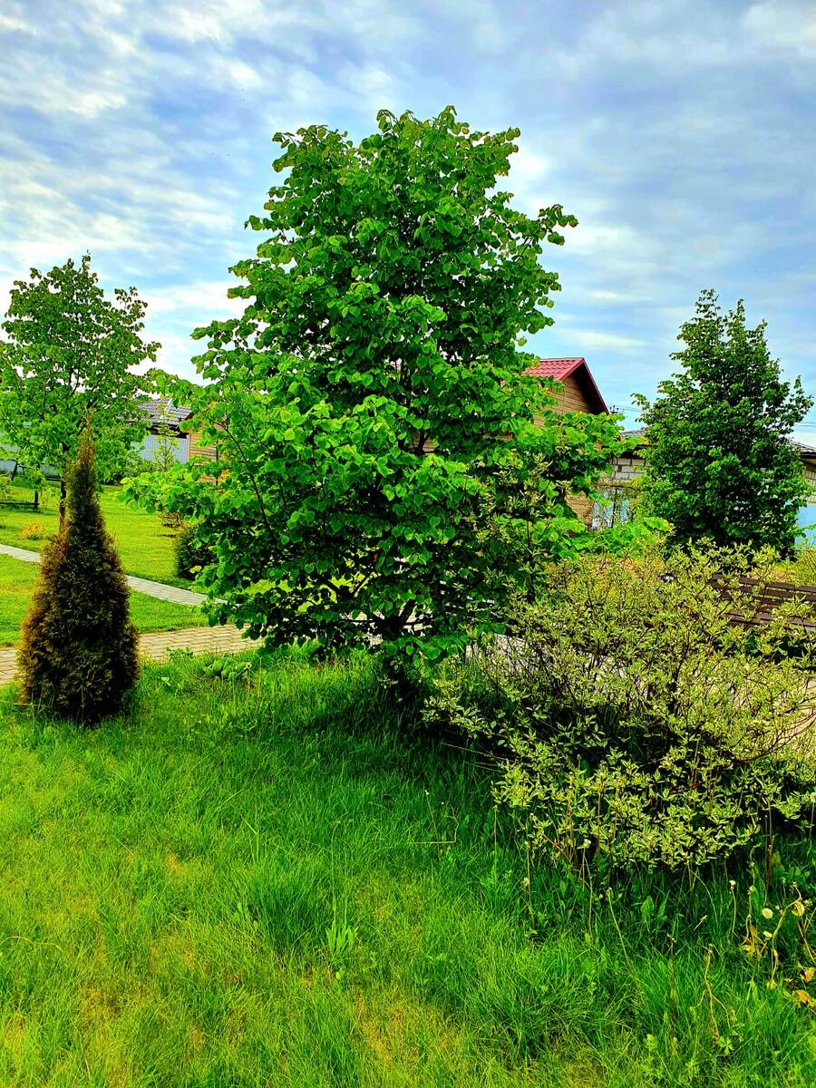 Сад в начале лета