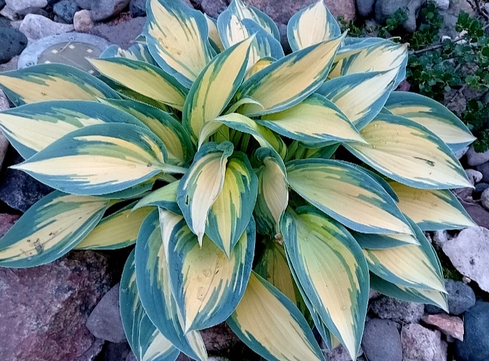 Самые красивые хосты моего сада. Много фото.