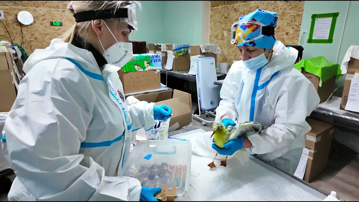    Волонтёры из Югры помогают в анапском стационаре для птиц