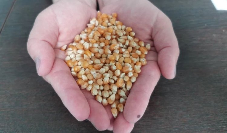    Кабардино-Балкария отгружает семена кукурузы к яровому севу 2025 с новым экспортным маршрутом