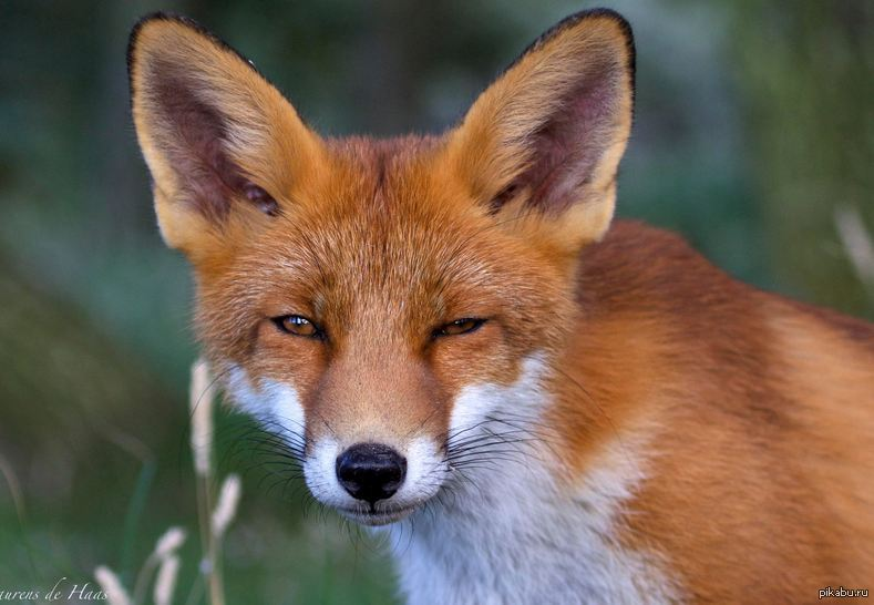 Фото из открытого источника. 