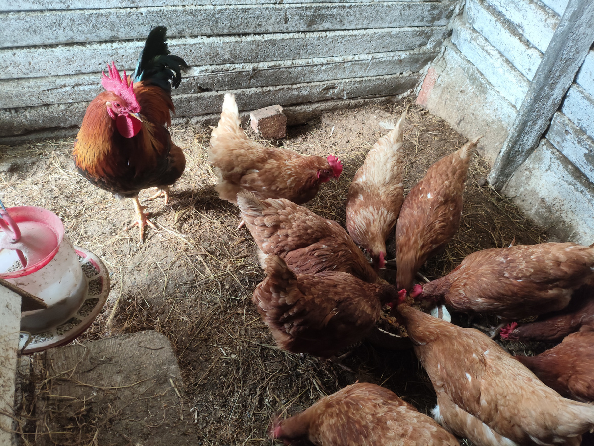 Накинулись на варёху