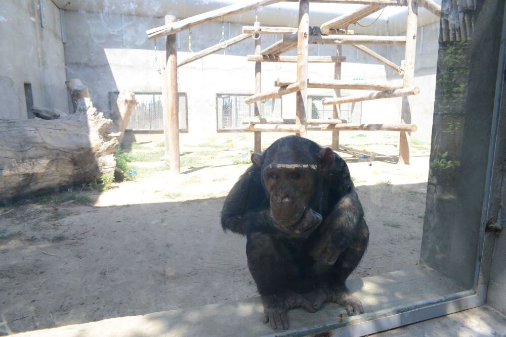 Уличный вольер