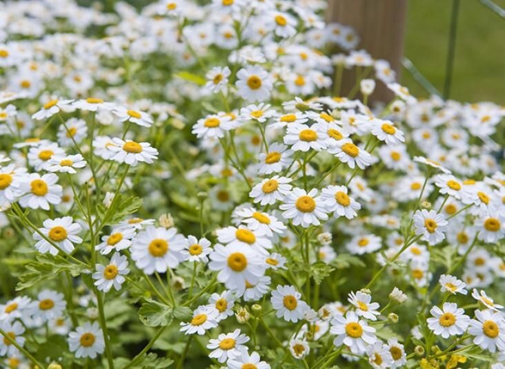 Ромашка аптечная (фото).