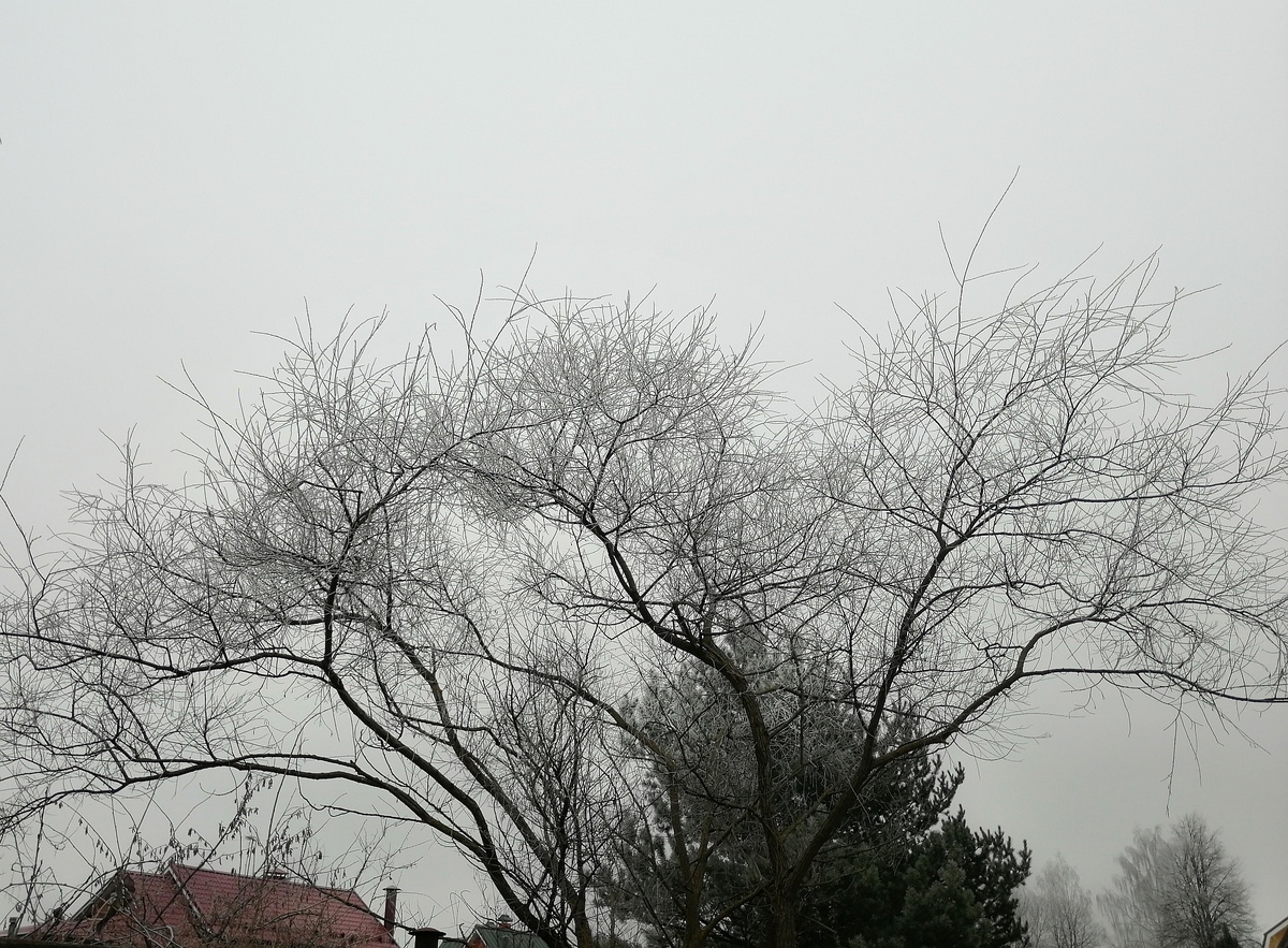 Соседская ива, заимствованный пейзаж. 