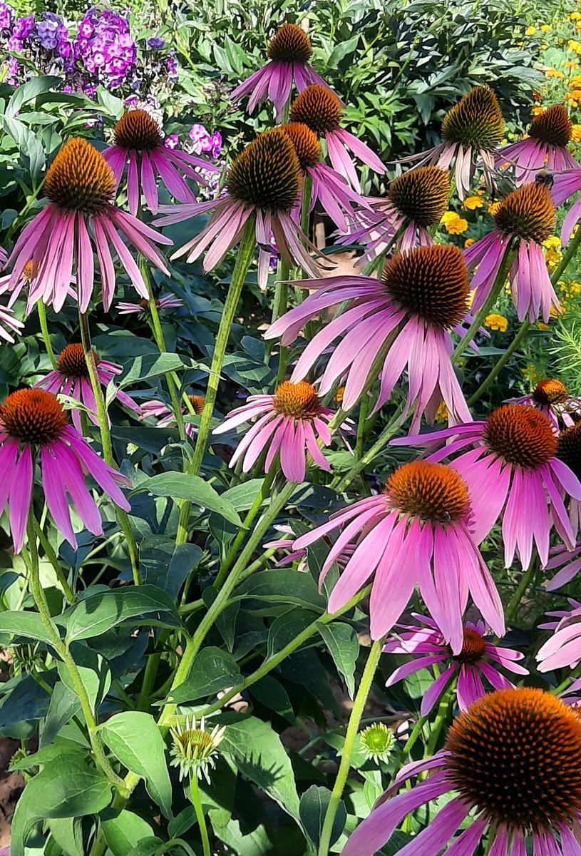 Все фото в этой статье из моего сада.