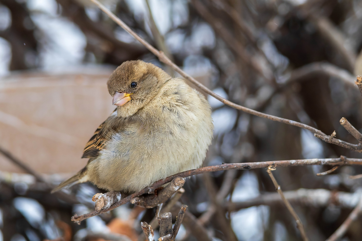 Воробушки (фото автора)