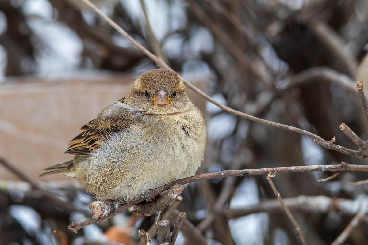 Воробушки (фото автора)