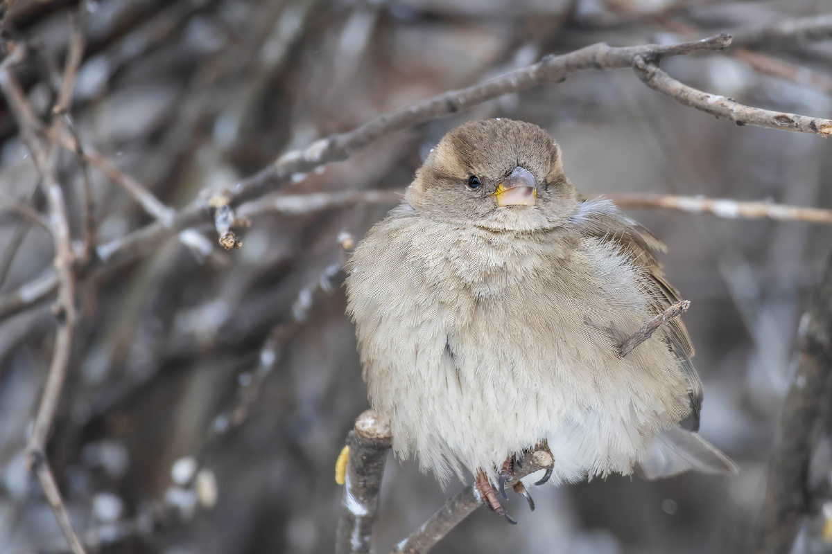 Воробушки (фото автора)