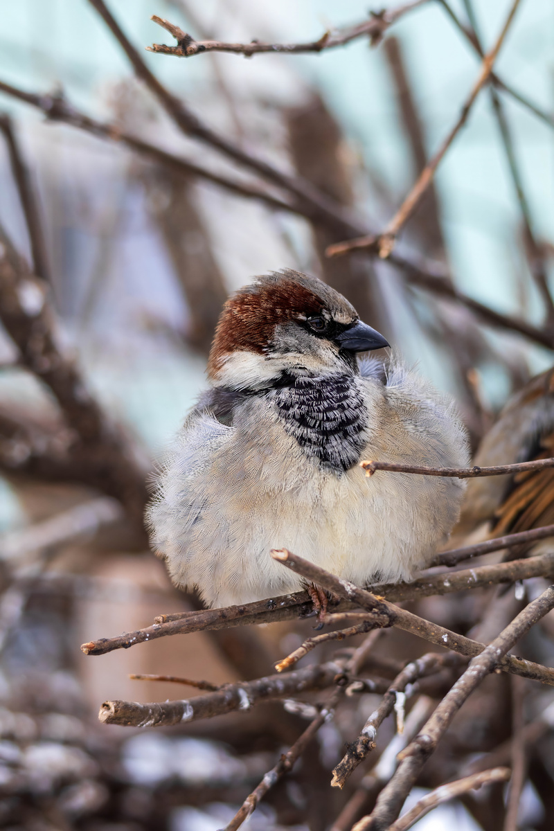 Воробушки (фото автора)