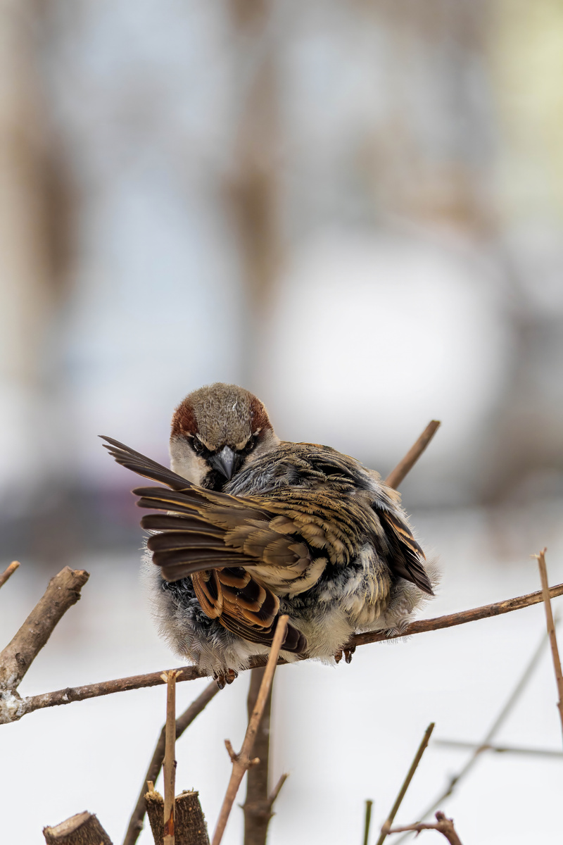 Воробушки (фото автора)