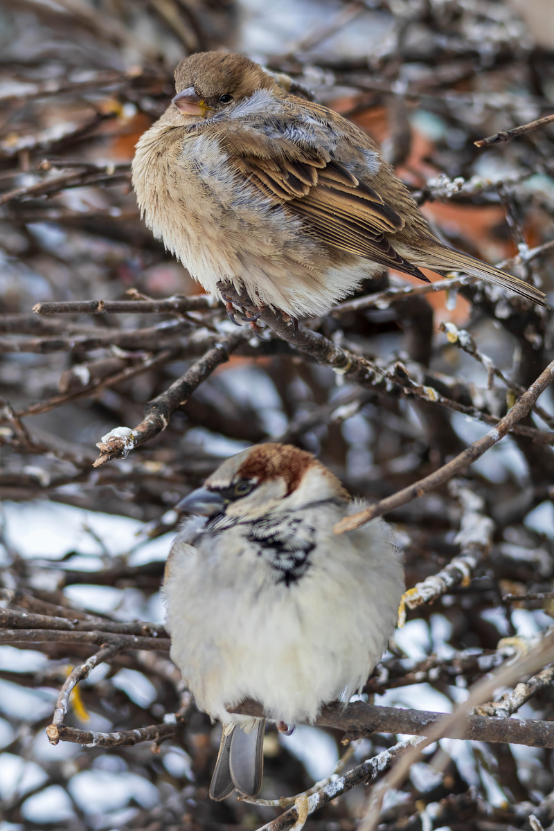 Воробушки (фото автора)