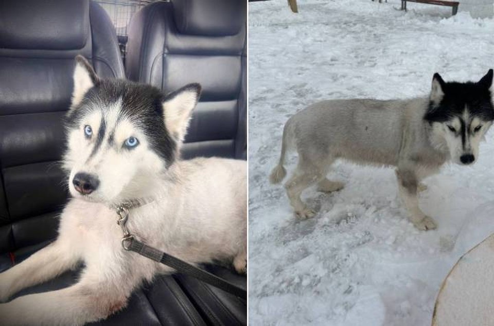    Ростовчанка спасла хаски, которую выгнали на мороз. Фото: телеграм-канал "Дом котиков КОТЭДЖ"