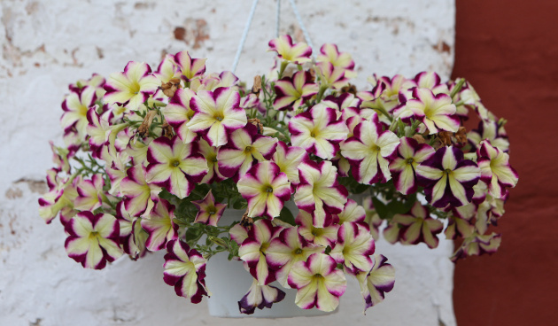    Петуния в кашпо. Фото: shutterstock.com