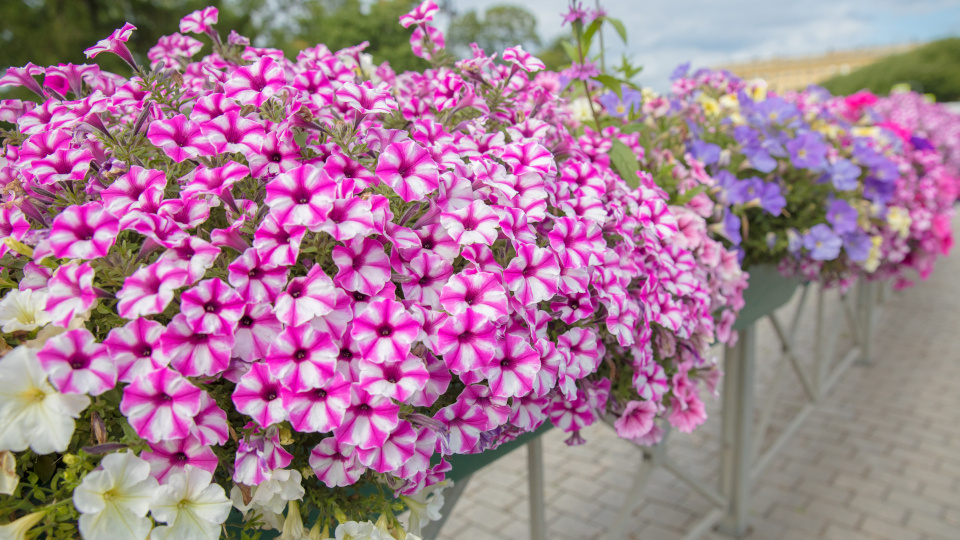 Ампельная петуния. Фото: shutterstock.com