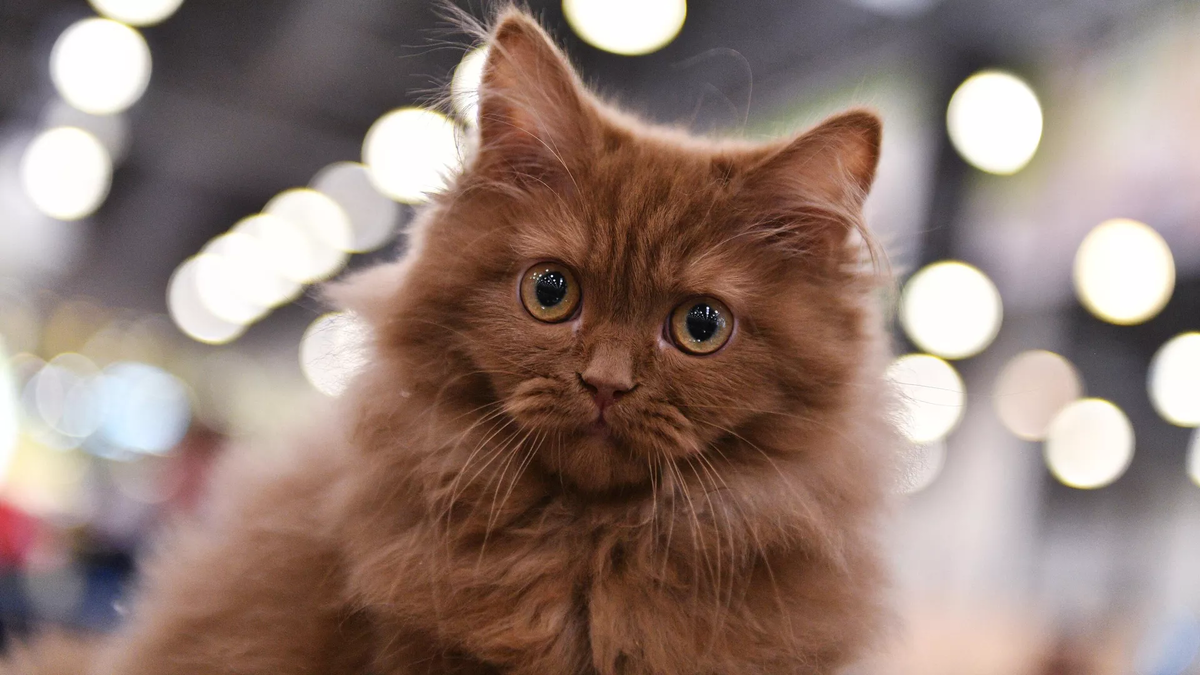 © Sputnik / Natalia Seliverstova