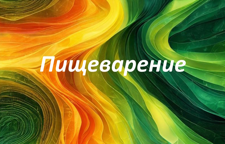Пищеварение