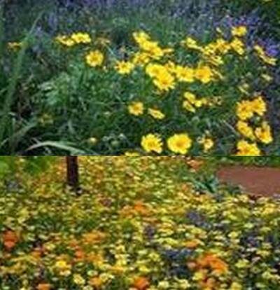 газон мавританский