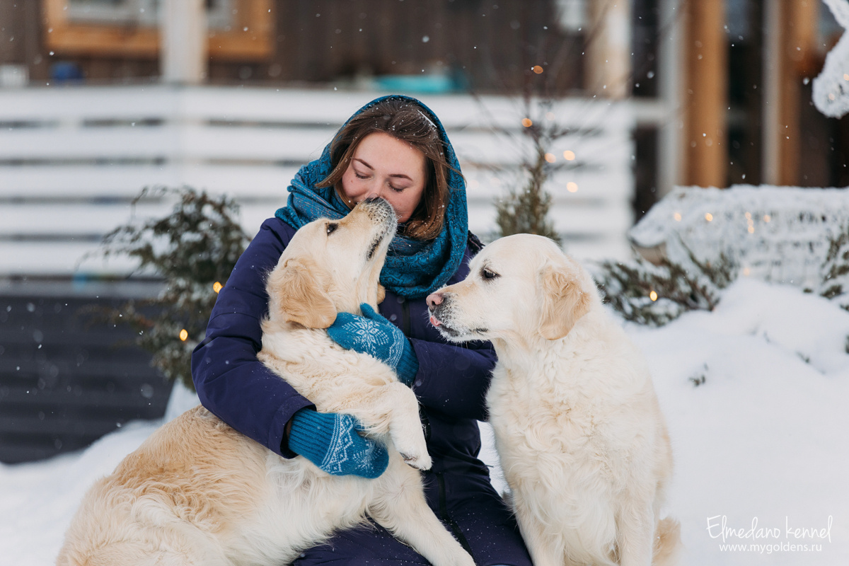 Мои золотистые ртериверы обожают всех людей, ну, почти всех.