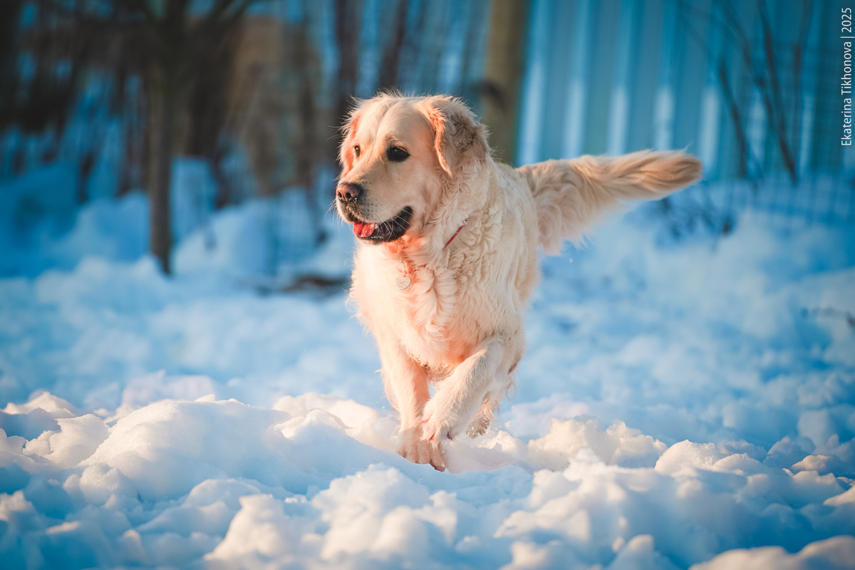 Наша Мия не любит людей, которые идут с лопатой или гремящим ведром за забором. Она их считает подозрительными – лает.