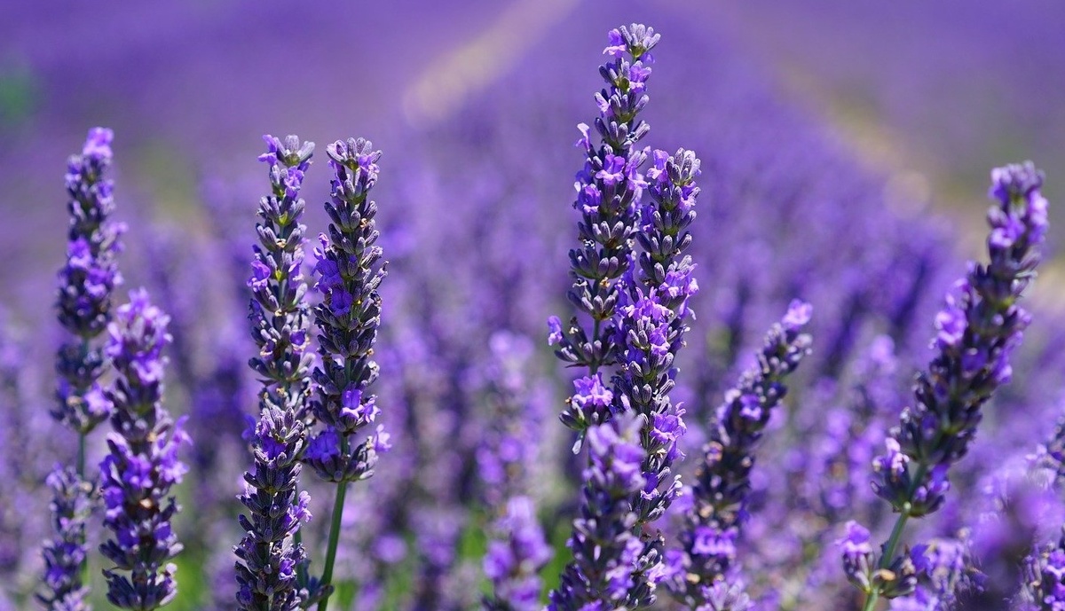 Lavandula angustifolia. Лаванда узколистная