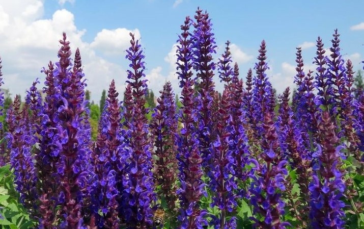 Salvia officinalis. Шалфей лекарственный