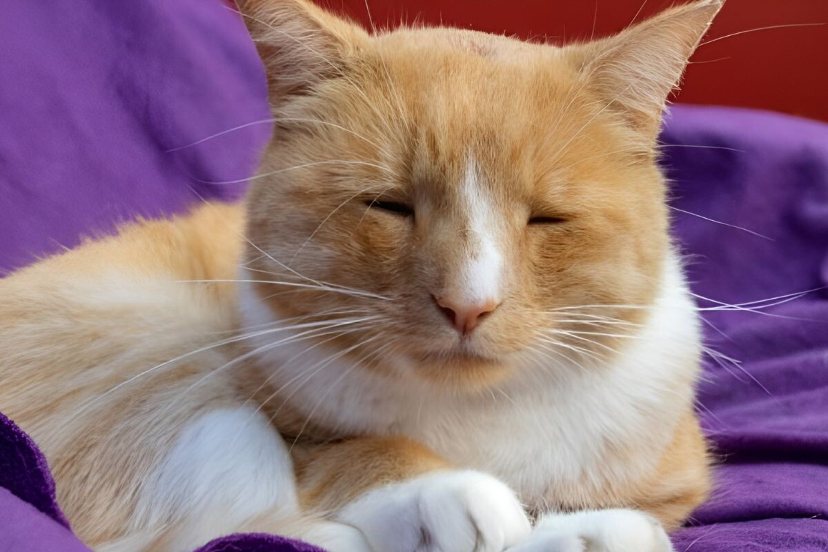 Почему у кота припухла мордочка