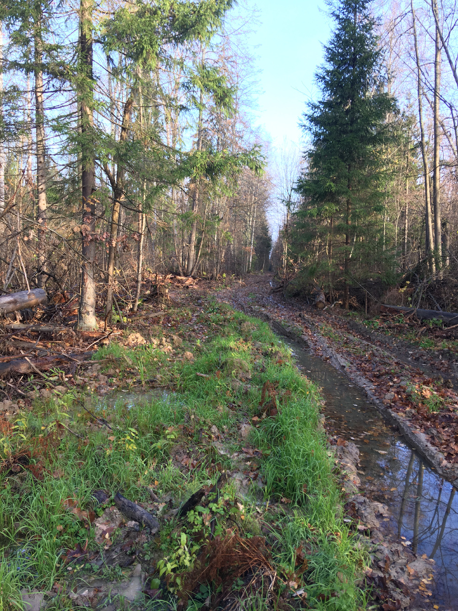 В сильно загущенном лесу без открытых пространств только на просеке что-то микоризное можно отыскать….Или края леса, где бешеная конкуренция