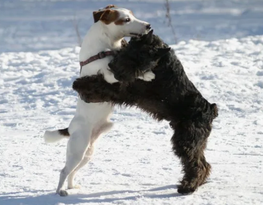 Фото из галереи Яндекса