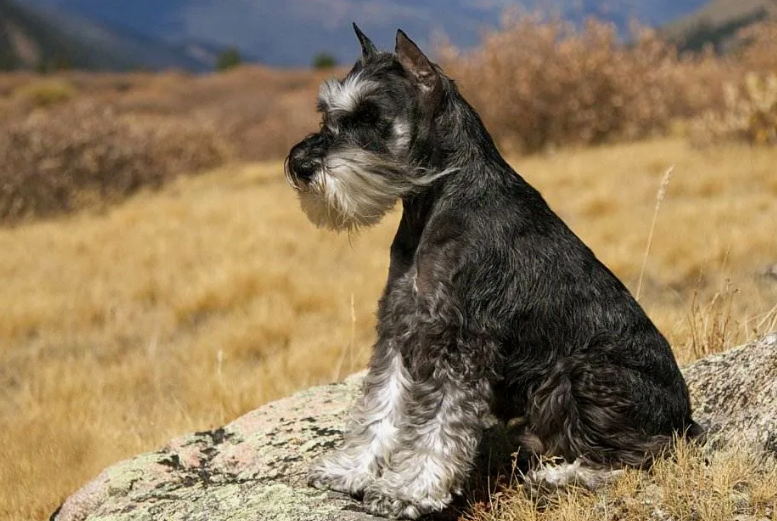 Фото с сайта macho-ster.com