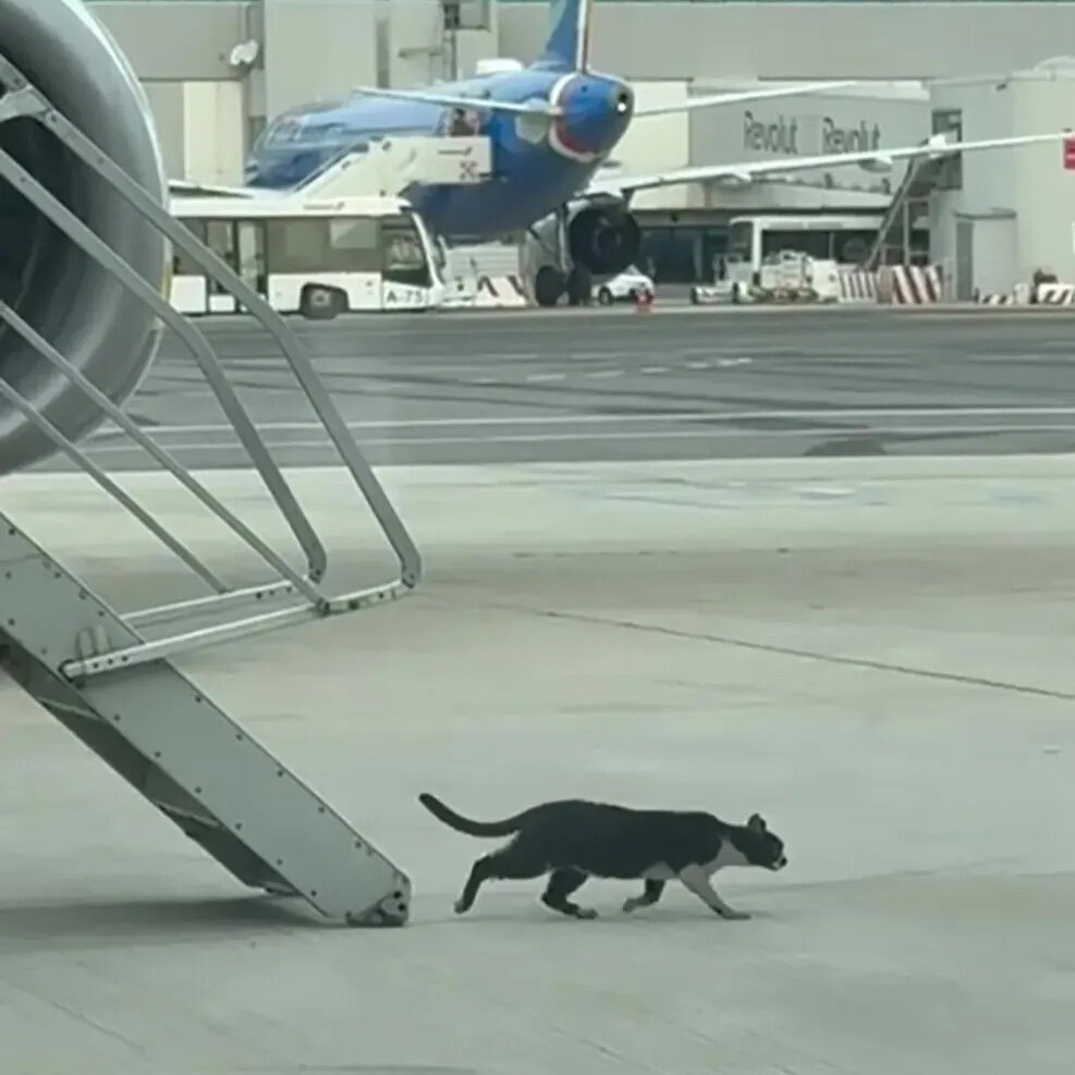 Источник: thesun.co.uk