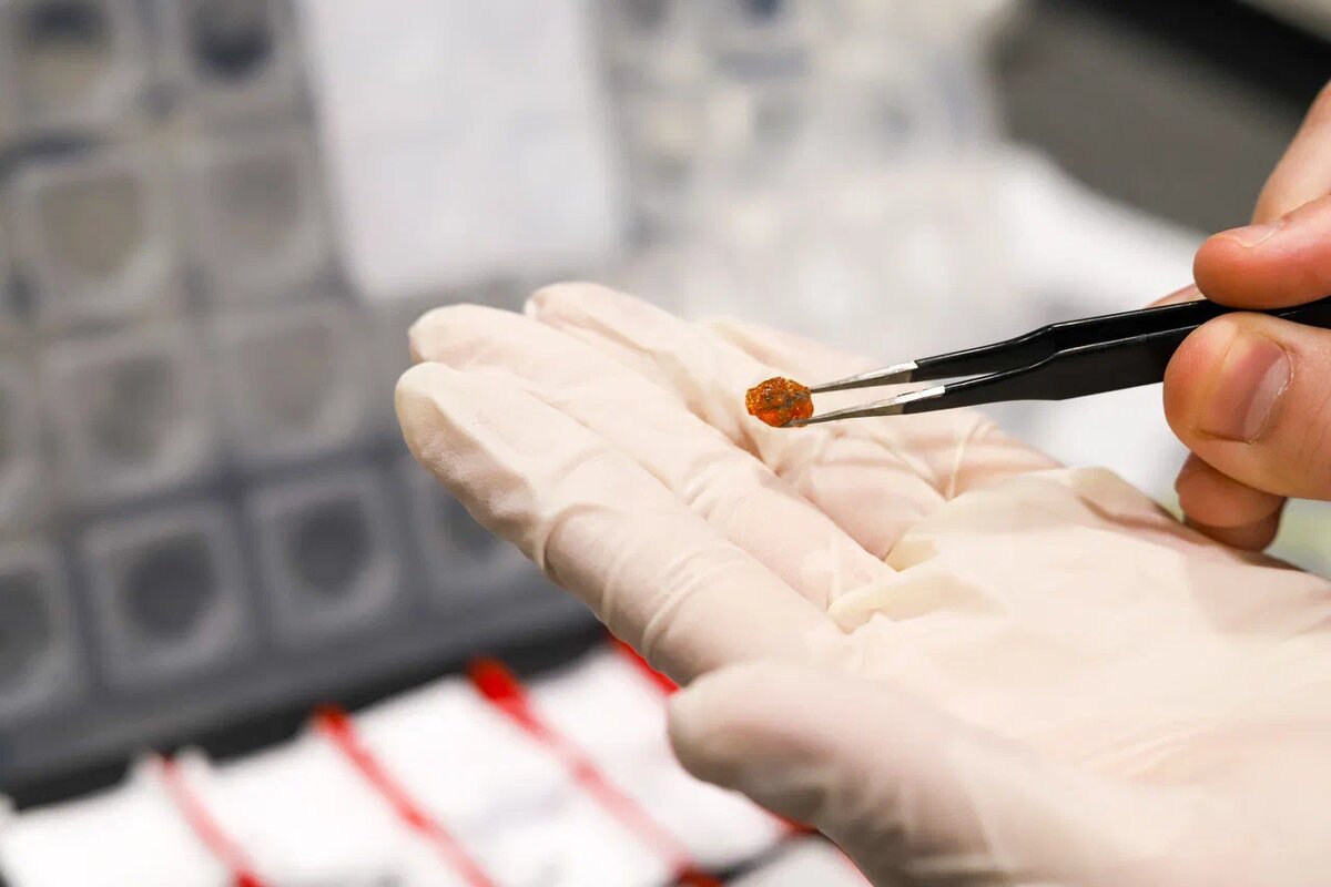 Для эксперимента ученые выбирают образец янтаря