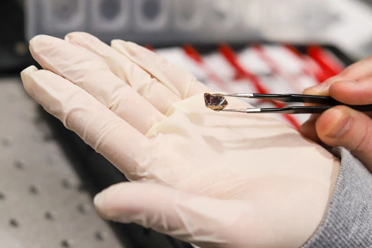 Для эксперимента ученые выбирают образец янтаря