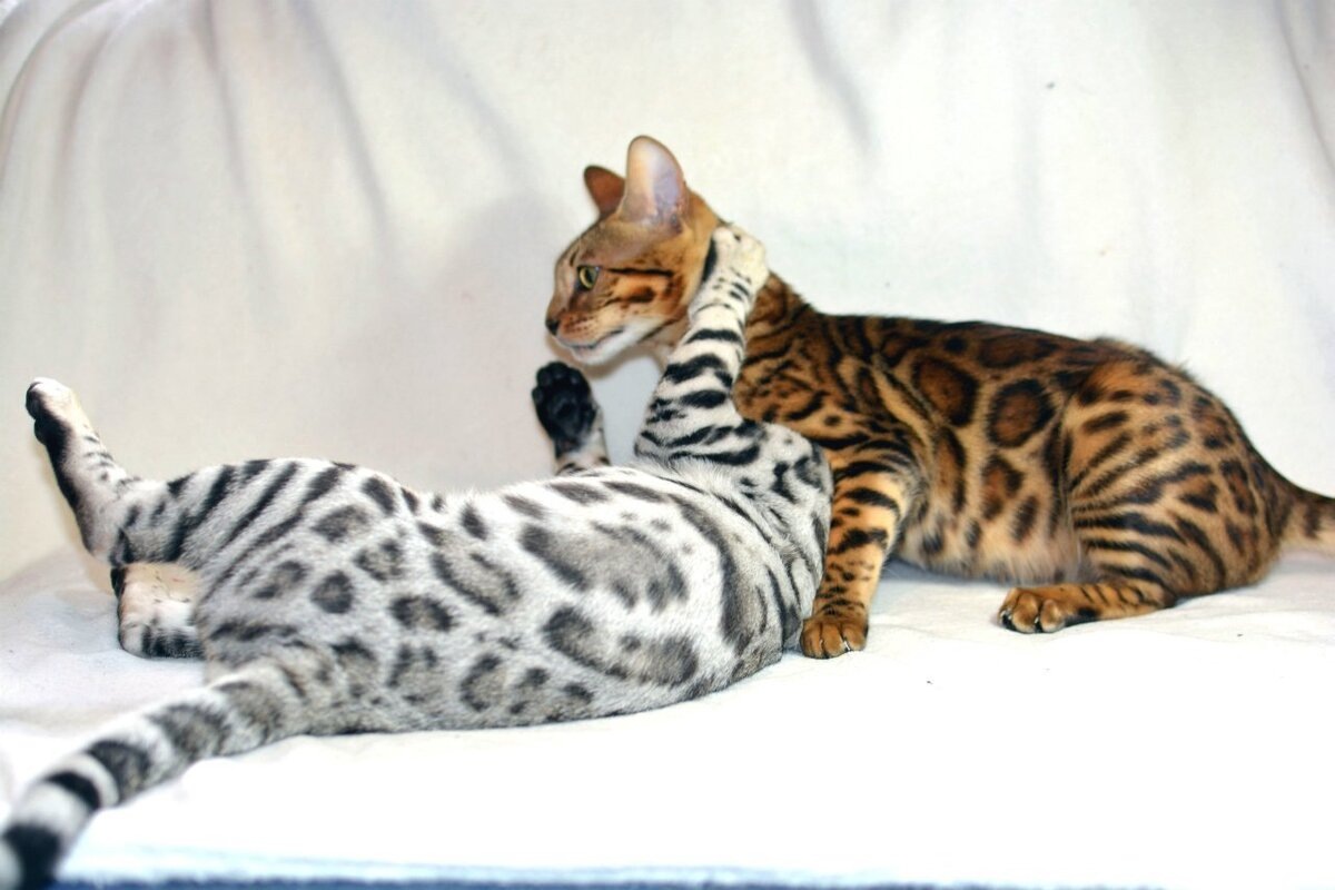 Источник: Яндекс.