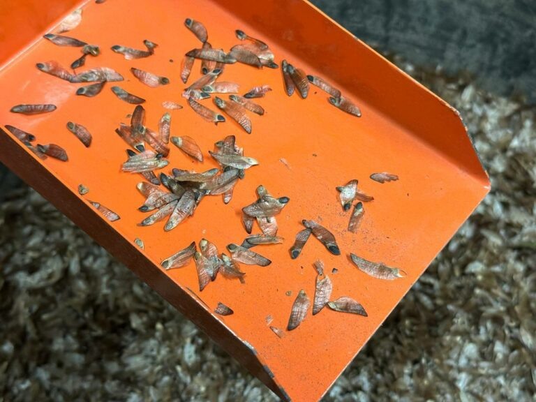    Сушим шишки — финальная часть. В Бузулукском бору продолжается заготовка семян Андрей Севостьянов