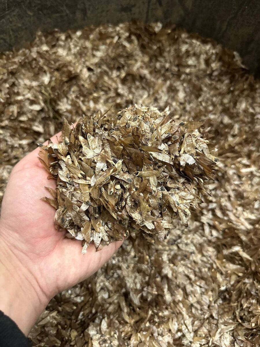  📷    Сушим шишки — финальная часть. В Бузулукском бору продолжается заготовка семян Андрей Севостьянов