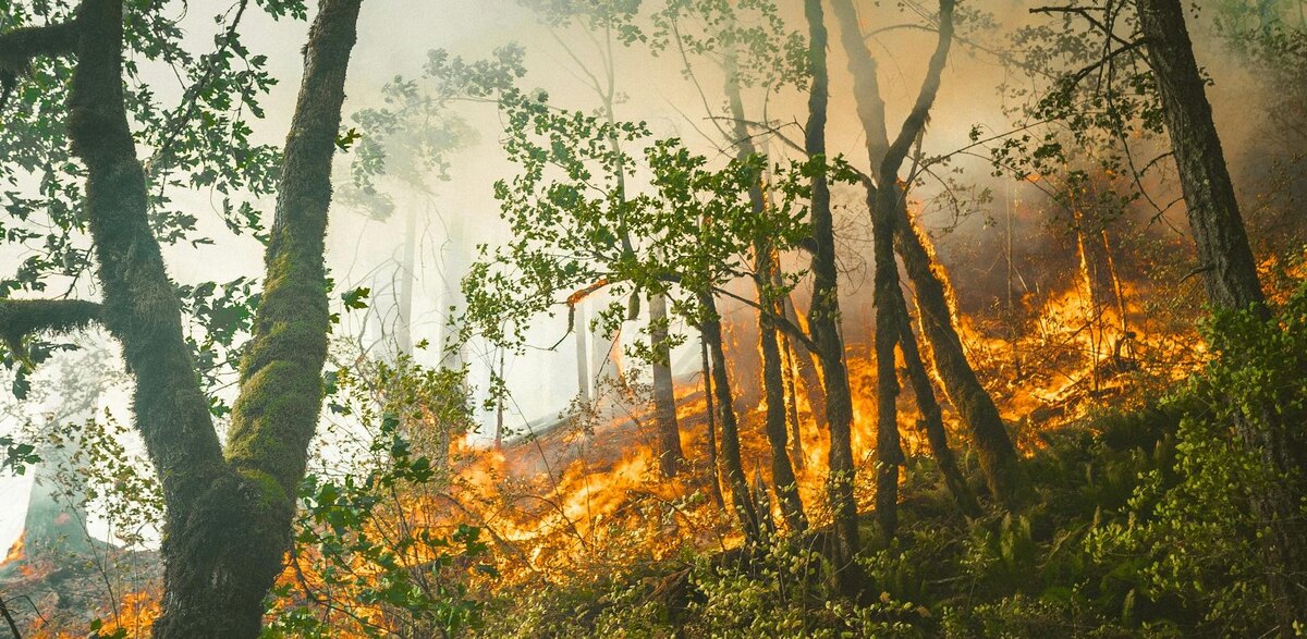 Фото: Karsten Winegeart / Unsplash