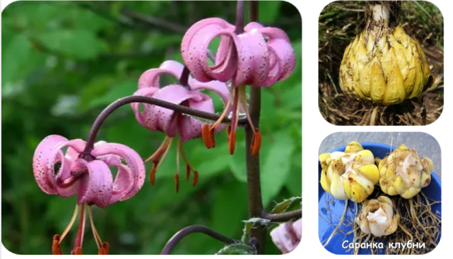 Из открытых источников