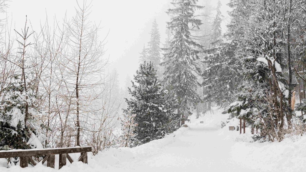    Снегопады в конце февраля обещают во многих регионах России. Фото: Freepik