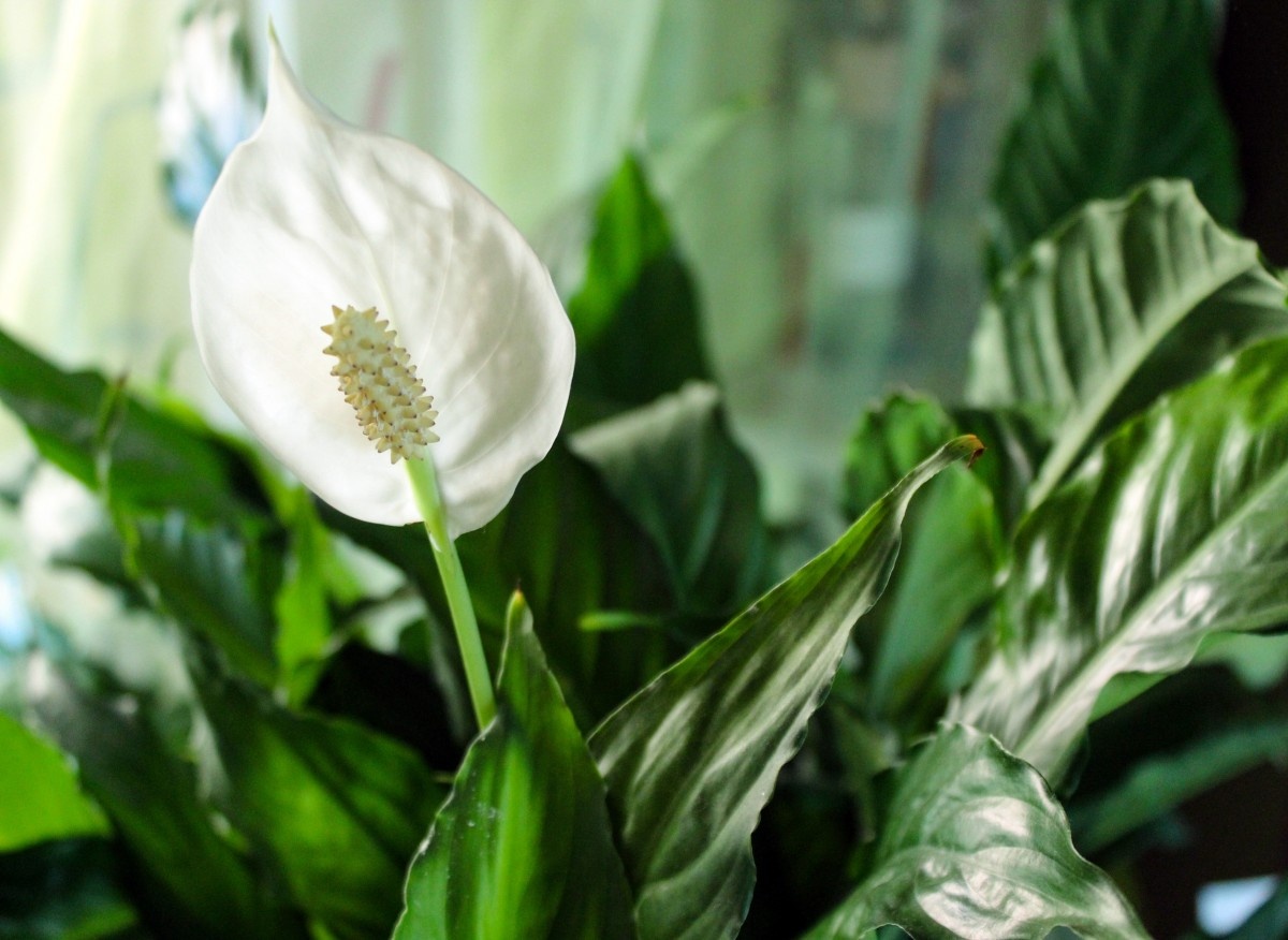 Воду после варки картофеля можно поливать