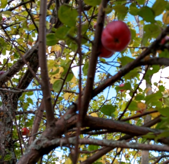 И больная яблоня плодоносит. Фото автора.